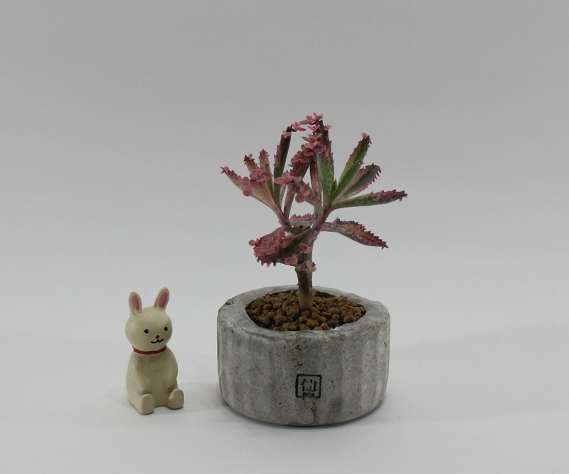 多肉植物小盆栽-微醺，粉霞之美 - 植栽/盆栽 - 植物．花 灰色