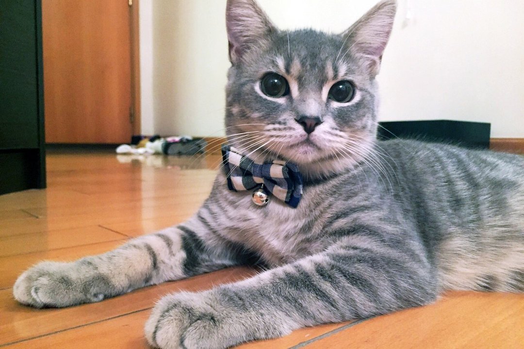 蓝白蝴蝶结宠物项圈 猫咪 狗狗  S size - 项圈/牵绳 - 其他材质 多色