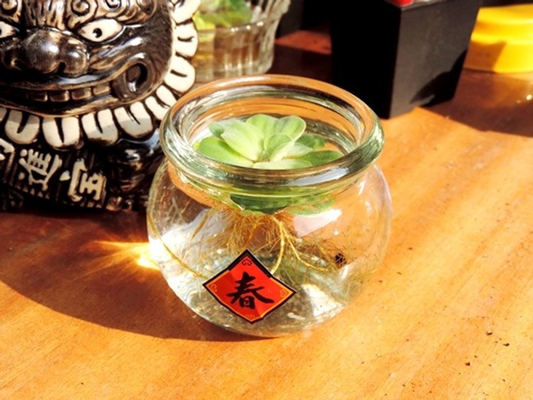 新春小品 · 水芙蓉 - 植栽/盆栽 - 植物．花 