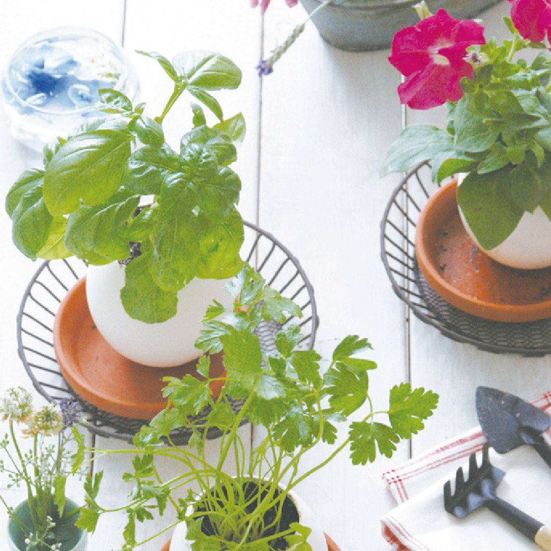 【福利品特卖】纸盒精装版 eggling 植物栽培蛋 / 花系列 (附陶盆 - 植栽/盆栽 - 瓷 白色