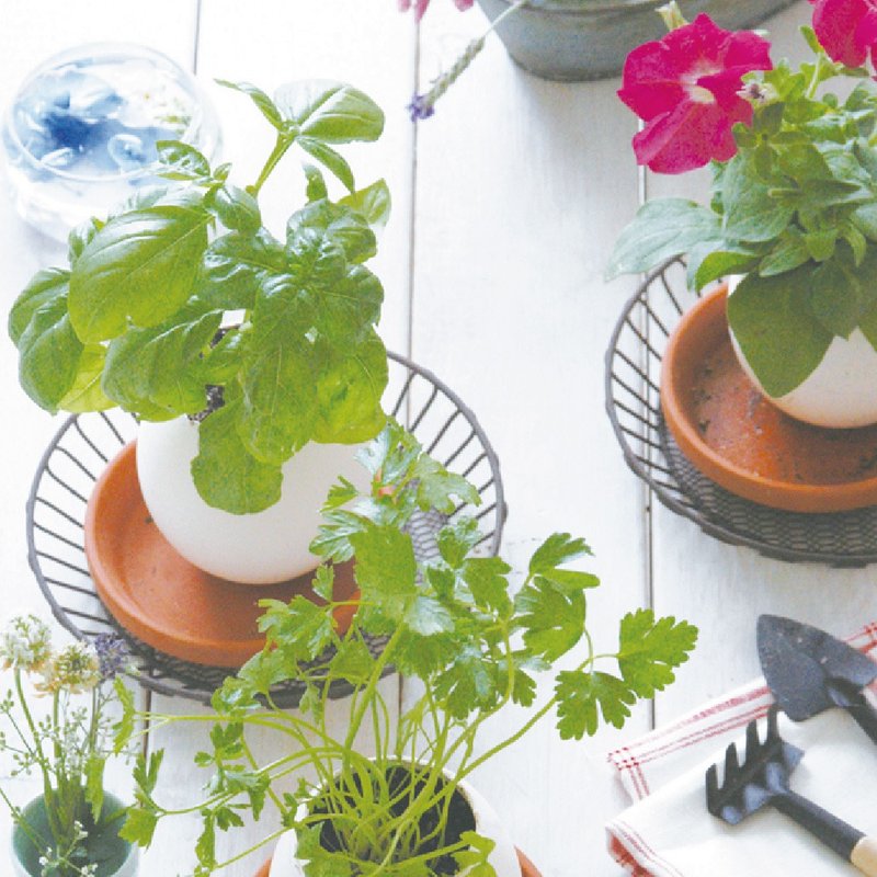 【福利品特卖】纸盒精装版 eggling 植物栽培蛋 / 花系列 (附陶盆 - 植栽/盆栽 - 瓷 白色