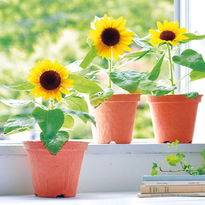 【轻微盒损出清】ECOT 可分解材质栽培盆器 / 向日葵 - 植栽/盆栽 - 纸 橘色