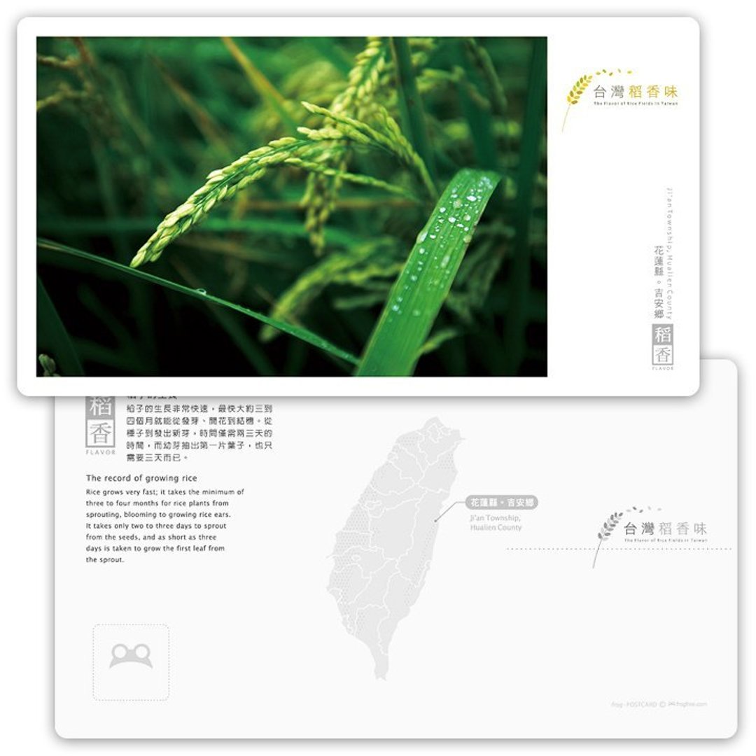 台湾稻香味明信片[稻香系列] - 稻子的生长 - 卡片/明信片 - 纸 