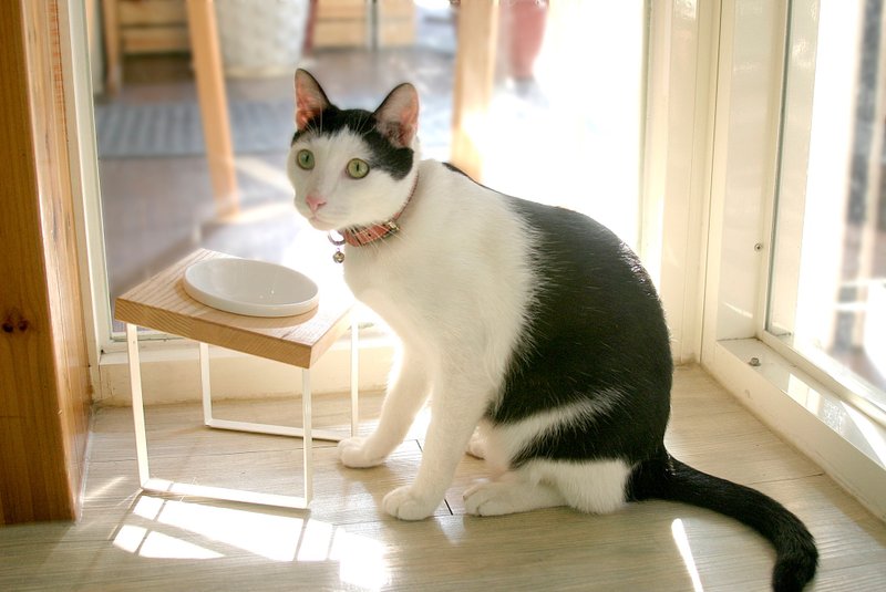 【毛家私】便当餐架-单碗/斜面 - 碗/碗架 - 木头 