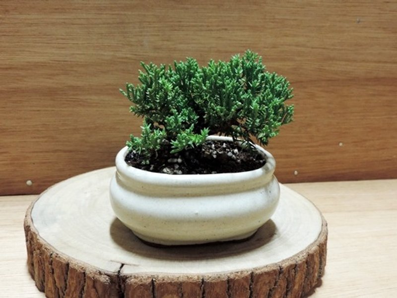 日丰之珍珠柏 - 植栽/盆栽 - 植物．花 