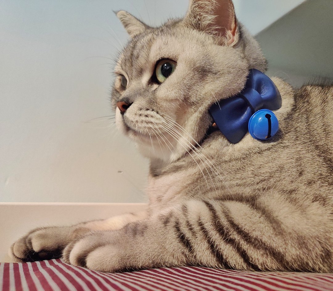 Jingle Pet Jingle Pet 之 深深深蓝 宠物项圈 毛孩礼物 - 项圈/牵绳 - 真皮 蓝色
