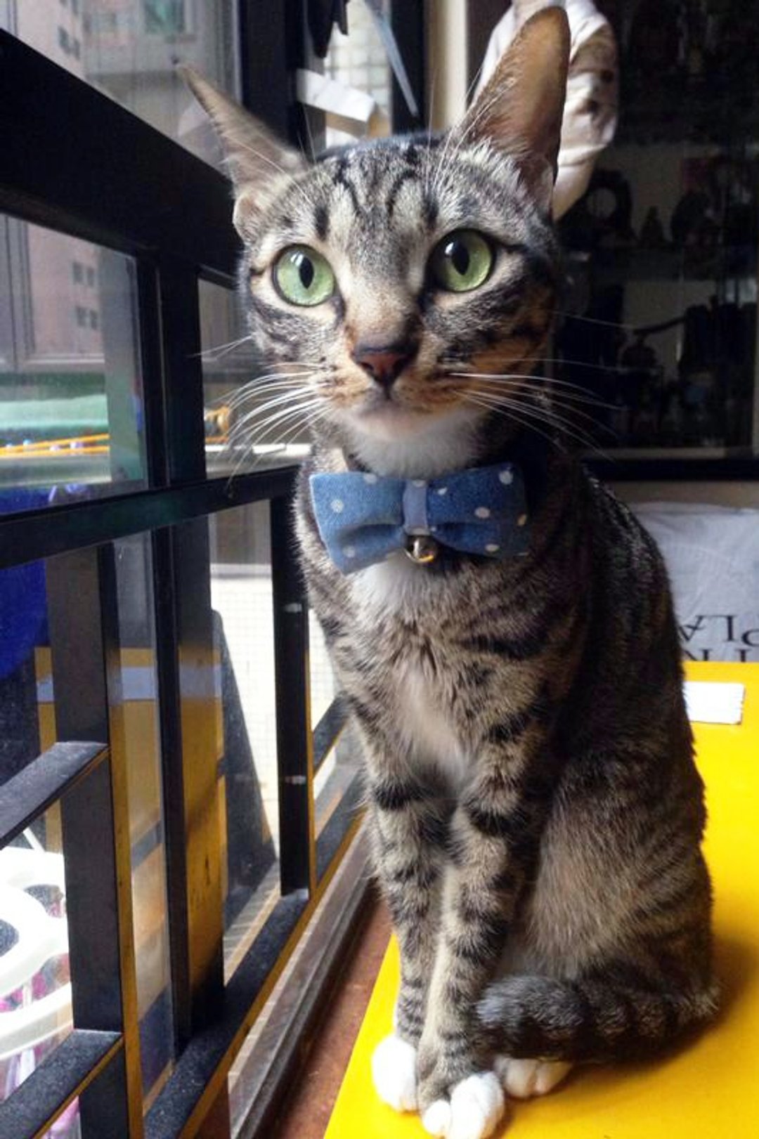 双色 牛仔布料波点蝴蝶结颈带 猫咪 狗狗 宠物项圈 S size - 项圈/牵绳 - 其他材质 蓝色