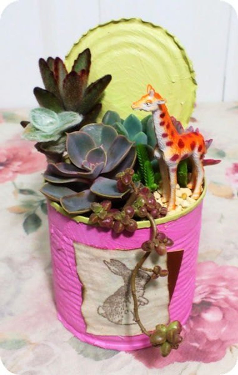 罐头DIY创意多肉植栽 - 植栽/盆栽 - 其他材质 