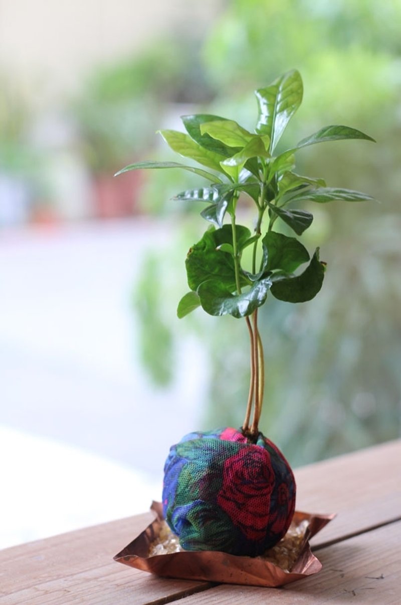 花布水苔球 ♂ 植栽 - 植栽/盆栽 - 其他金属 粉红色