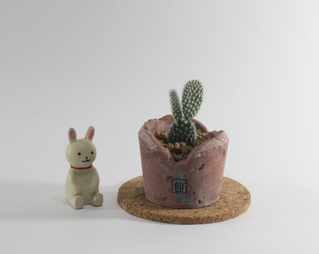 多肉植物小盆栽-躲猫猫，有看见我的兔耳朵吗？ - 植栽/盆栽 - 植物．花 红色