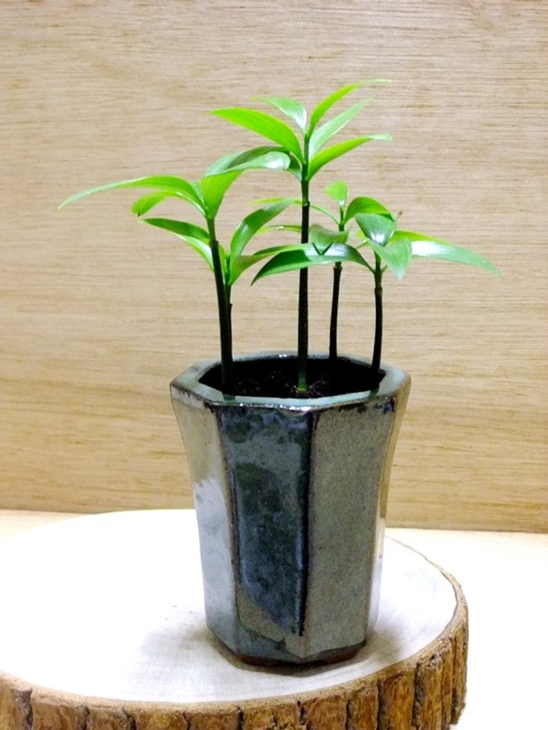 日丰之竹柏 - 植栽/盆栽 - 植物．花 