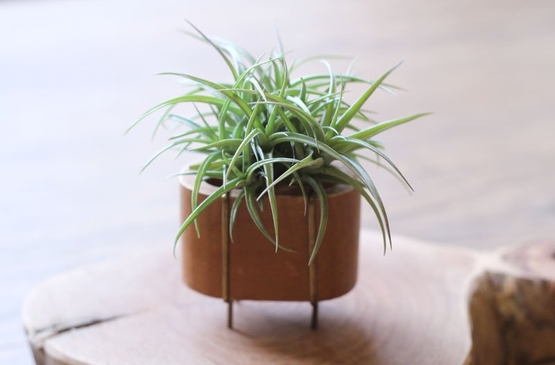 红铜积木￥空气凤梨 - 植栽/盆栽 - 木头 咖啡色