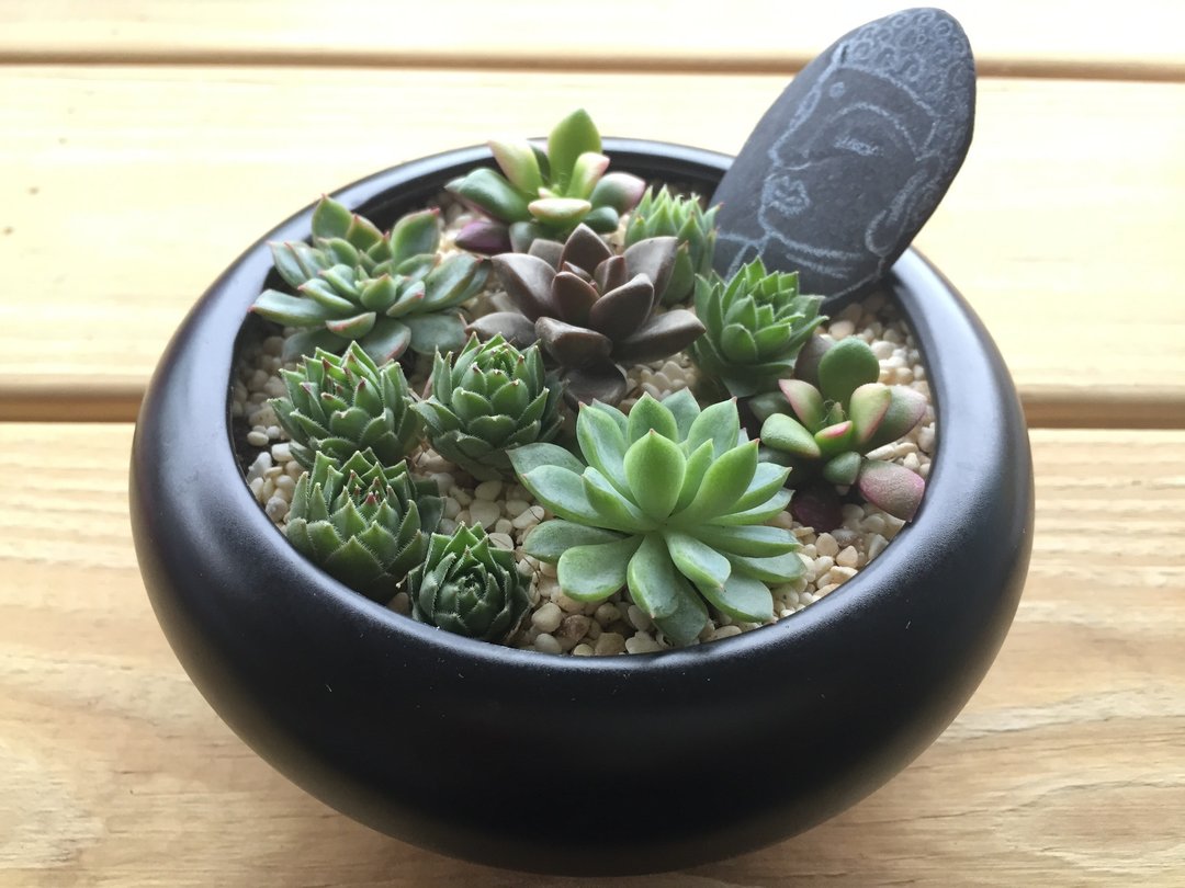 纯自然 峇里岛 禅 莲花 佛 盆栽 多肉 植物  zen potted - 植栽/盆栽 - 植物．花 绿色