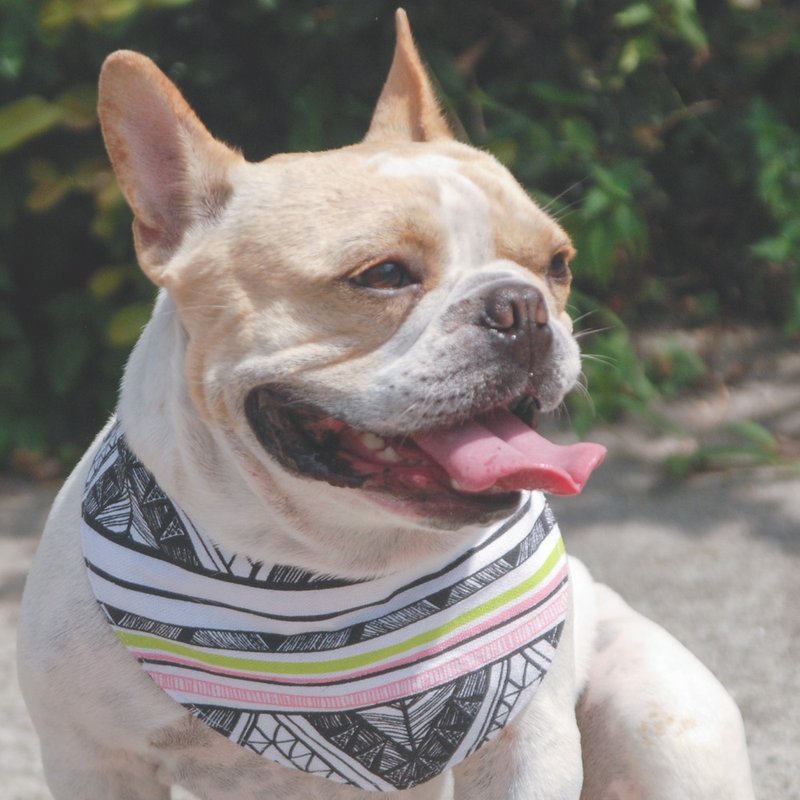 宠物手作服-手绘图腾双面领巾 - 衣/帽 - 其他材质 多色