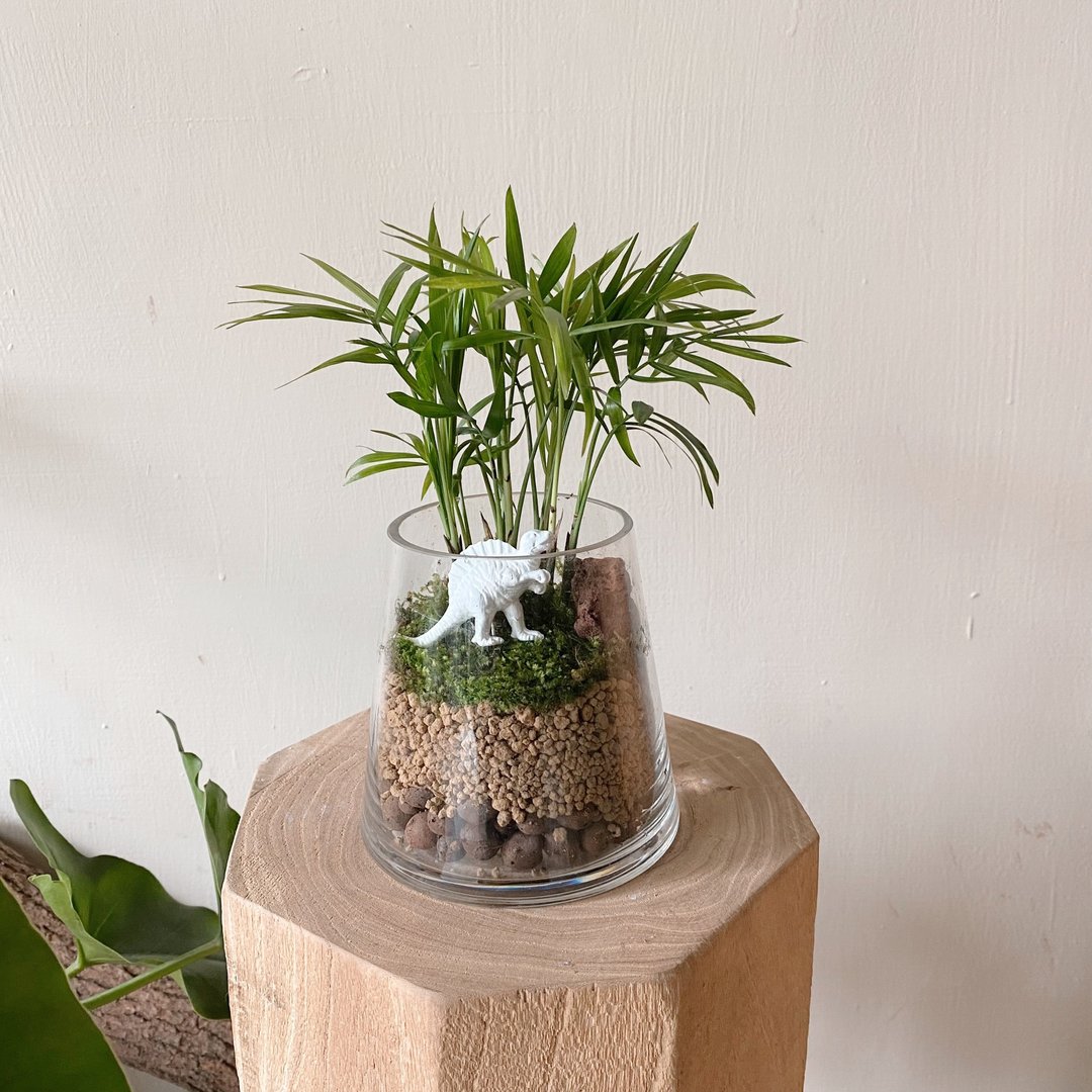 袖珍椰子苔藓植栽 恐龙火山景观 宠物友善 - 植栽/盆栽 - 植物．花 绿色