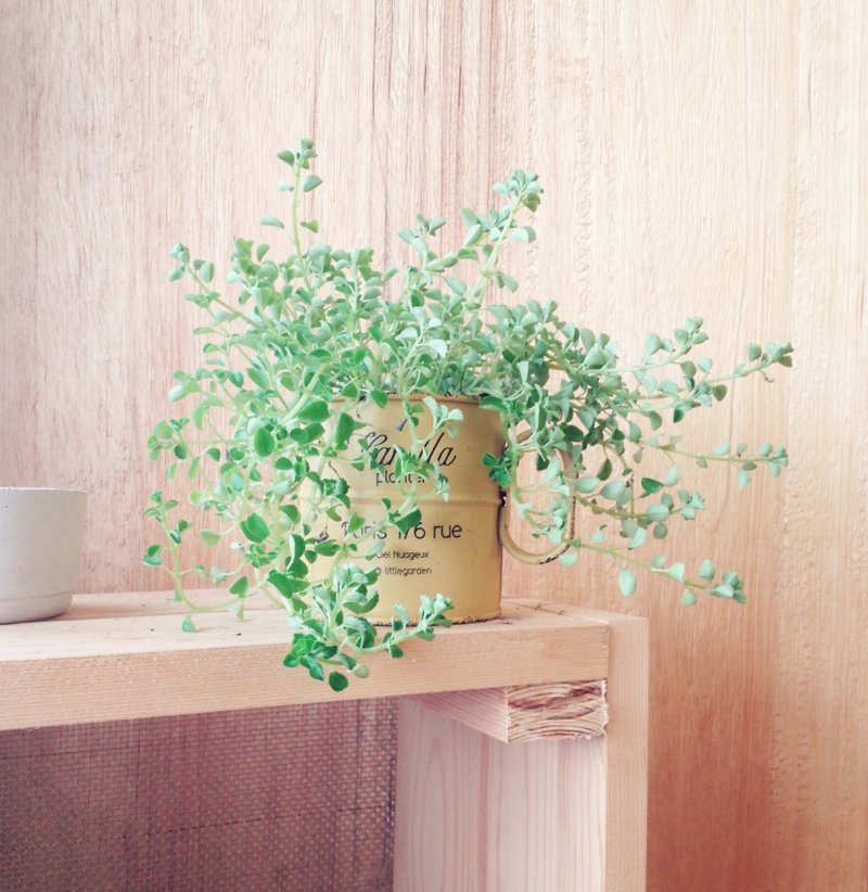 盆栽 小夏天 Petit Summer (办公室 疗愈小物 室内植物) 新年 送礼 - 植栽/盆栽 - 其他金属 绿色