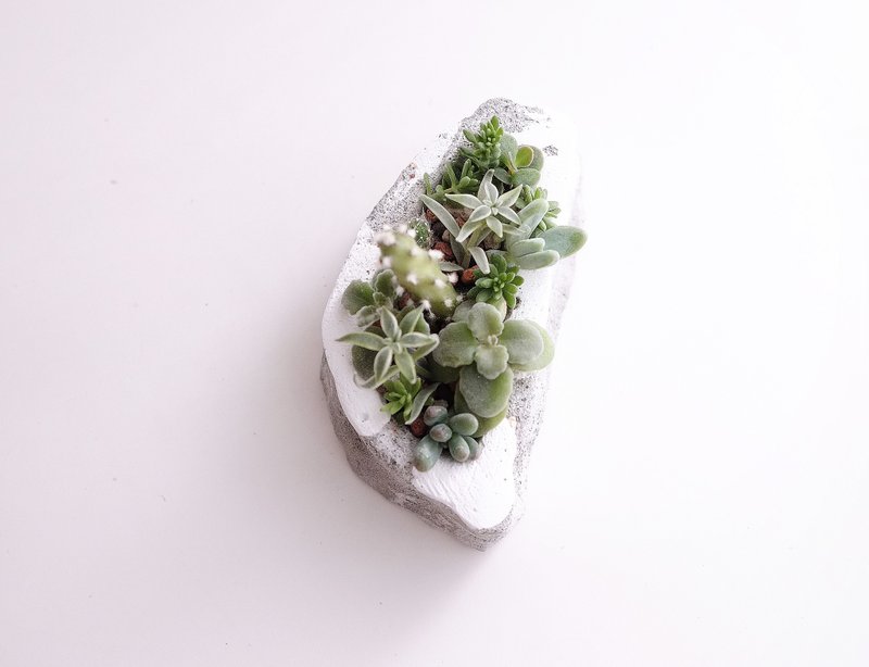 台湾下雪 多肉植物 水泥盆栽  雪  台湾造型 父亲节礼物 交换礼物 - 植栽/盆栽 - 水泥 白色