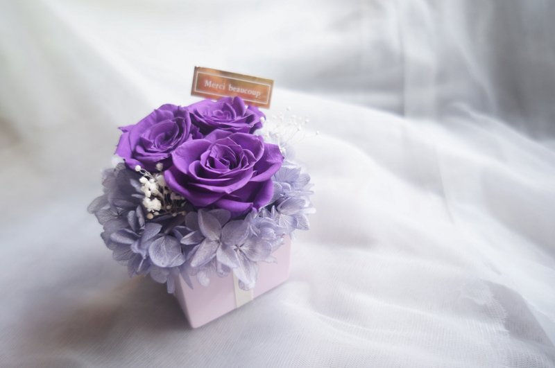 恒星花盆栽－神秘紫 - 植栽/盆栽 - 植物．花 紫色