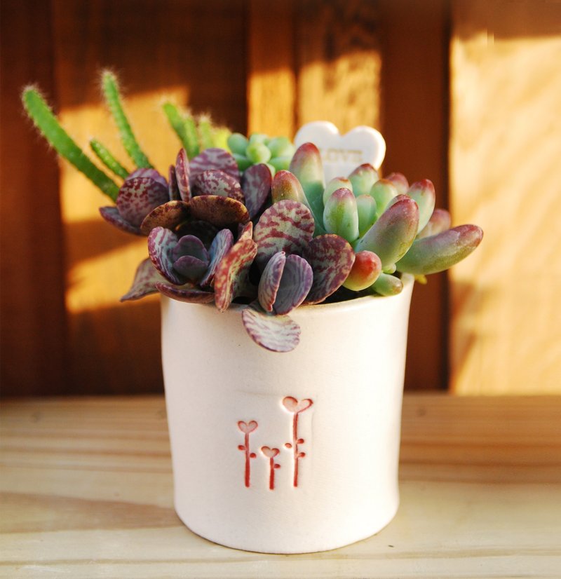 直筒圆盆-不含多肉植物“空盆器”（ZA-13） - 植栽/盆栽 - 其他材质 白色