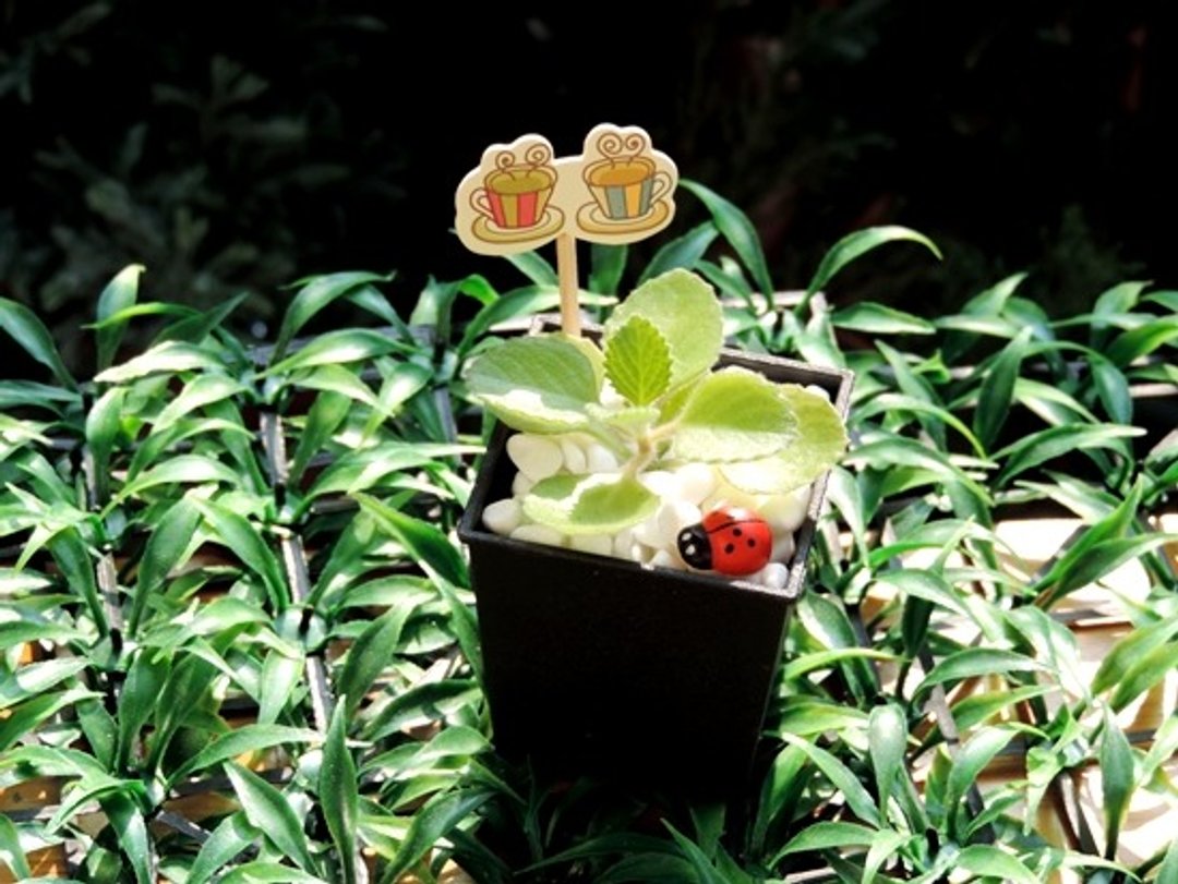 疗育系 · 香草 · 左手香 - 植栽/盆栽 - 植物．花 