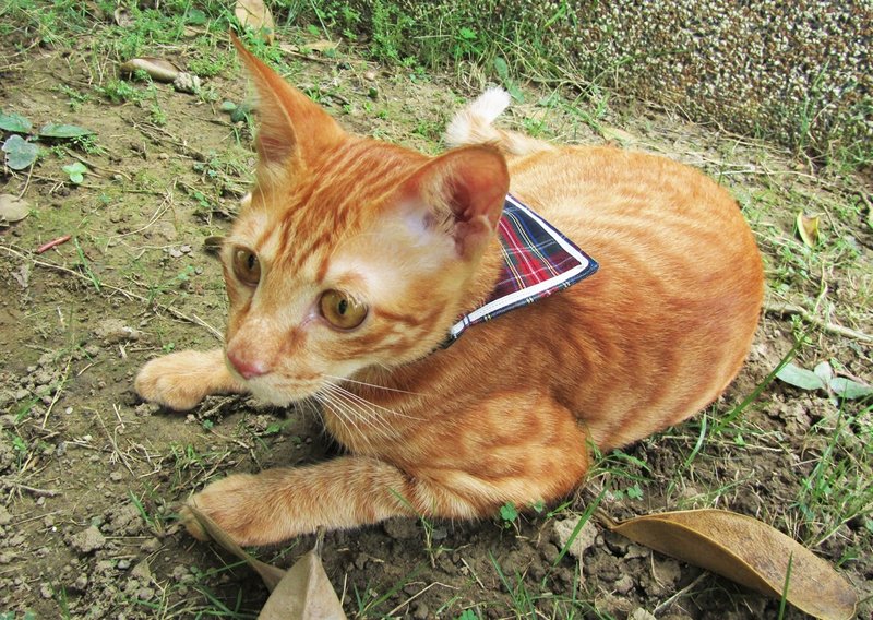 猫咪 水手领 项圈 - 学院蓝 - 项圈/牵绳 - 其他材质 蓝色