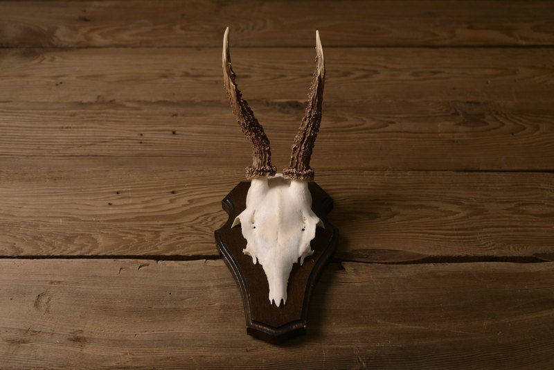 兽角 - 墙贴/壁贴 - 其他材质 咖啡色