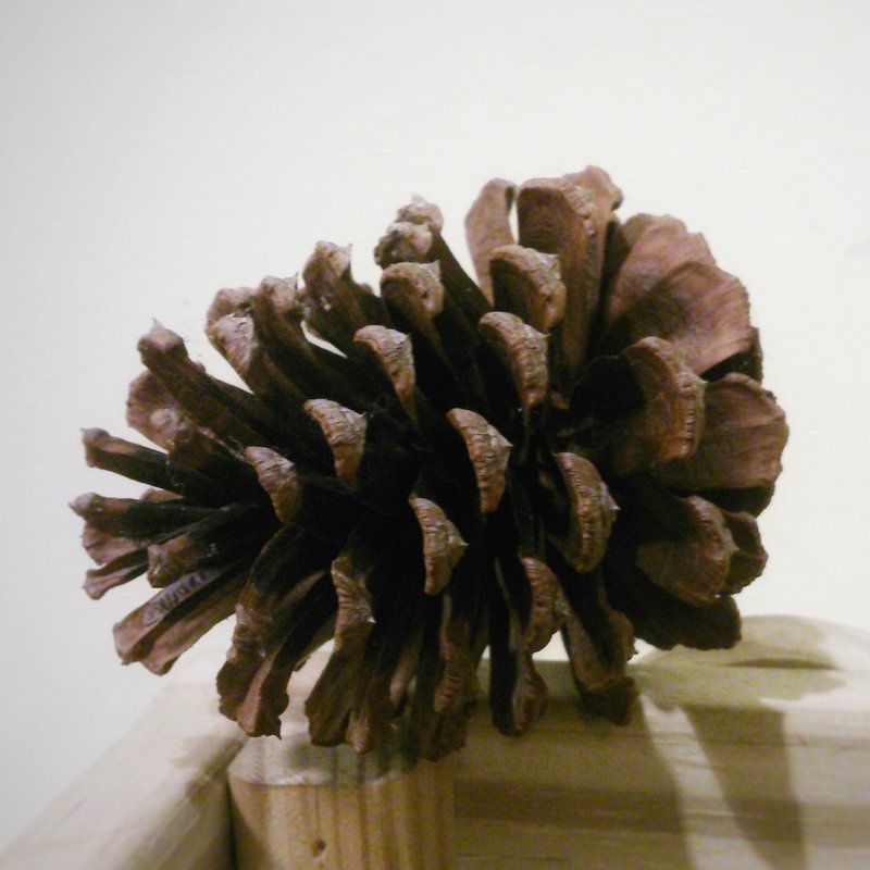 天然松果 球果 - 摆饰 - 植物．花 咖啡色