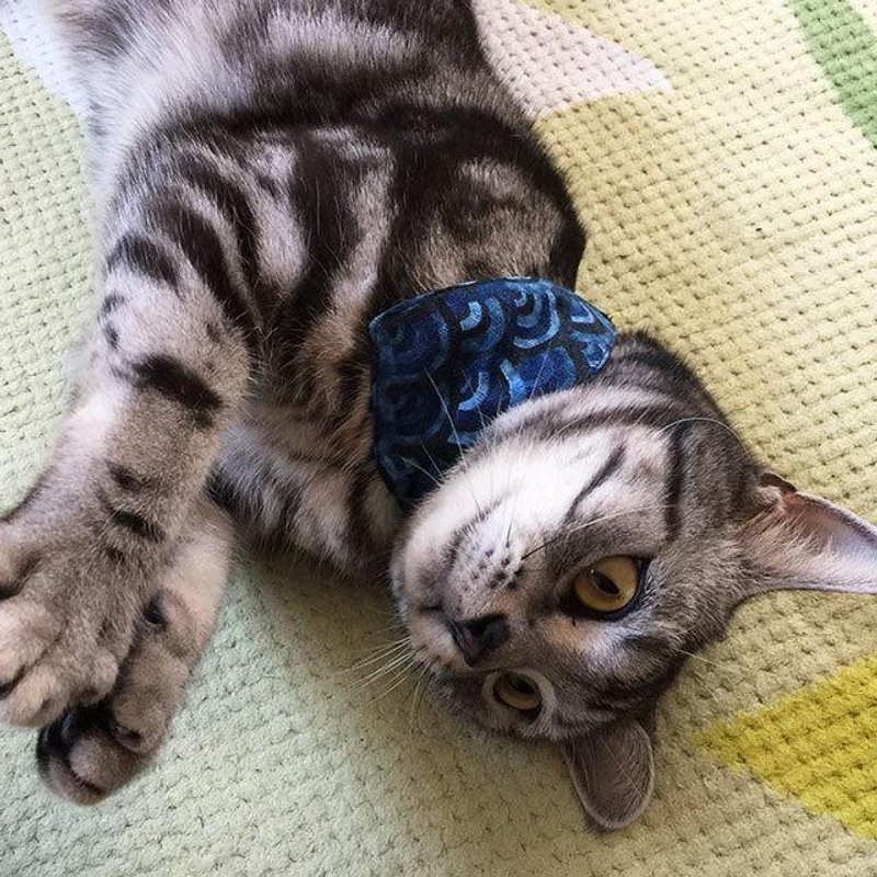 Qinghai Nami-gara Blue cat for bandana-style collar / corner there can (from kitten to adult cats) - 衣/帽 - 其他材质 