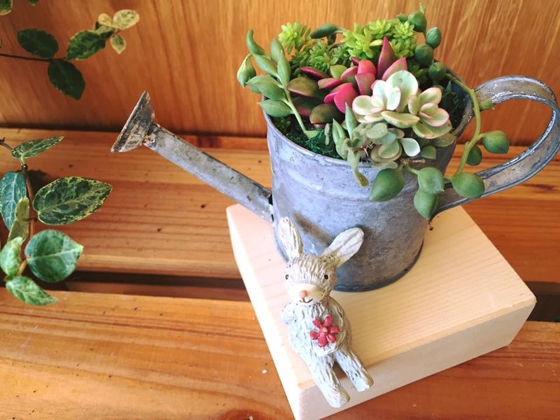 (盆栽) 园丁生活组合 含冷衫底座 The Set of Gardener's Life - 植栽/盆栽 - 植物．花 绿色