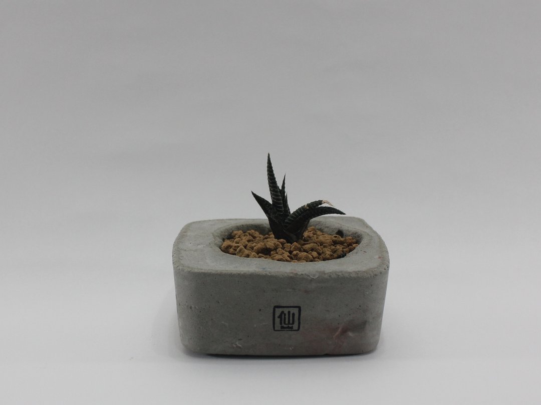 多肉植物小盆栽-庞克，我专属的摇滚 - 植栽/盆栽 - 植物．花 灰色