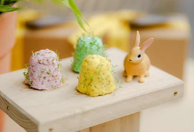 Allô Printemps 小春~ 洋甘菊种子球植栽盆栽组 - 植栽/盆栽 - 植物．花 黄色