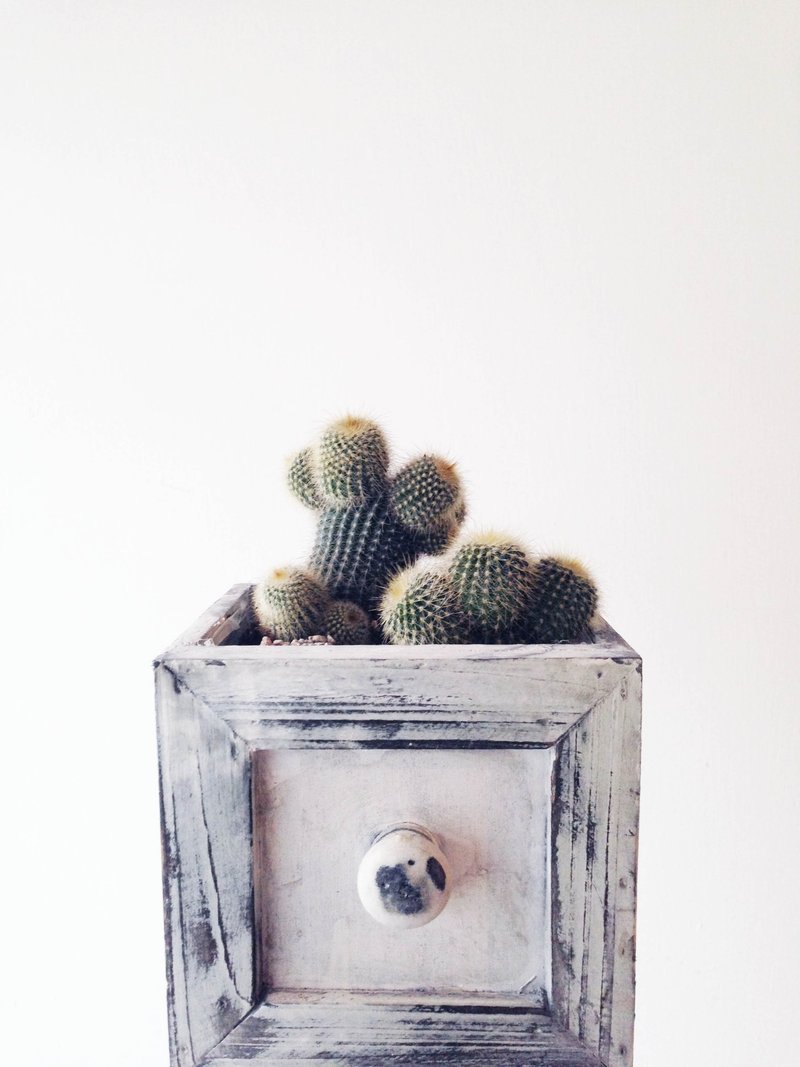 ◥肚脐先生ego球类金晃丛生白色刷色木头实心木抽屉中大型组盆 - 植栽/盆栽 - 植物．花 