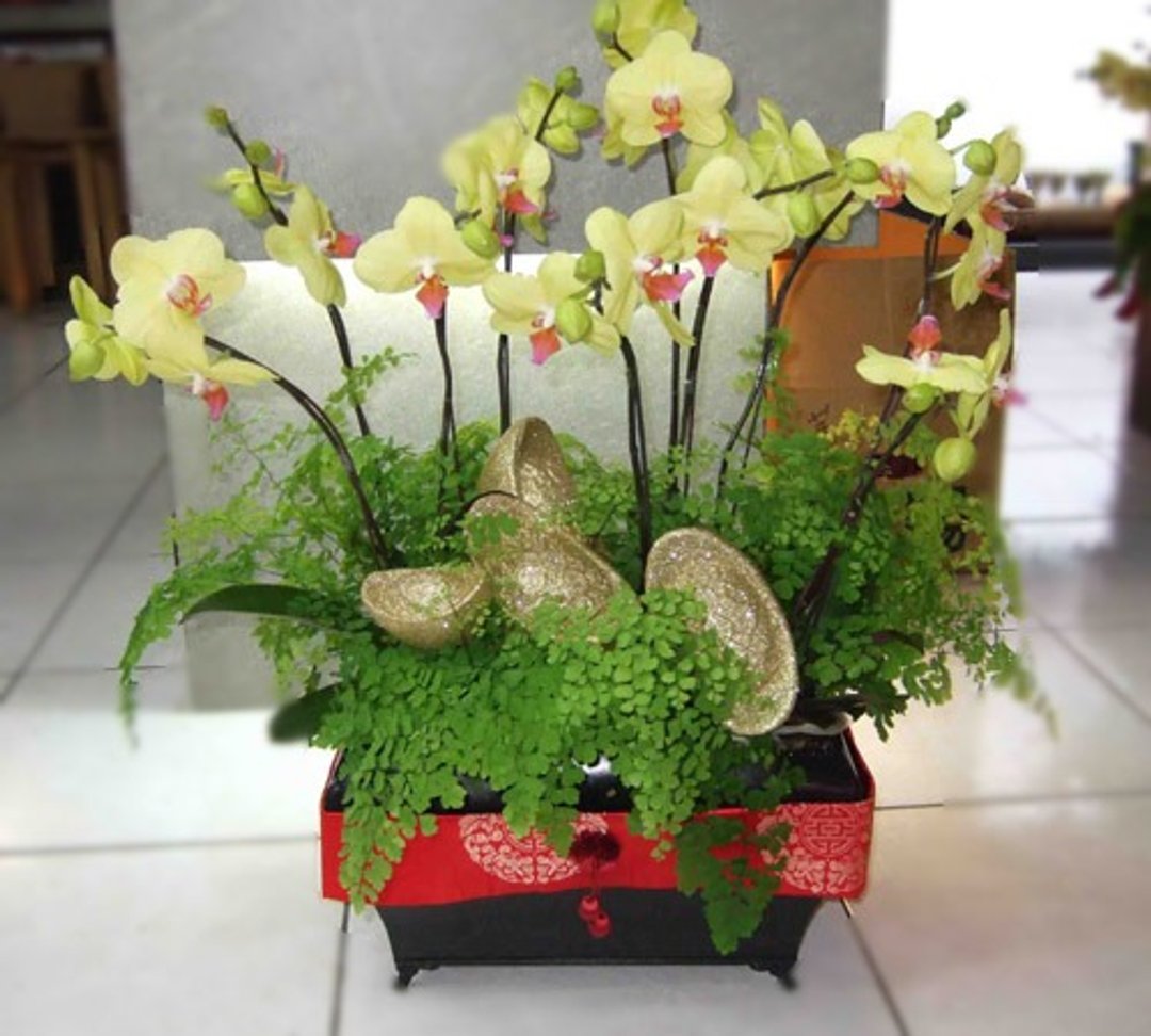 蝴蝶兰(黄) - 植栽/盆栽 - 植物．花 黄色
