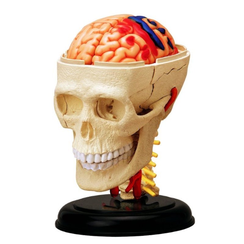 4D Master＿4D组合模型-人体系列-头 - 其他 - 塑料 