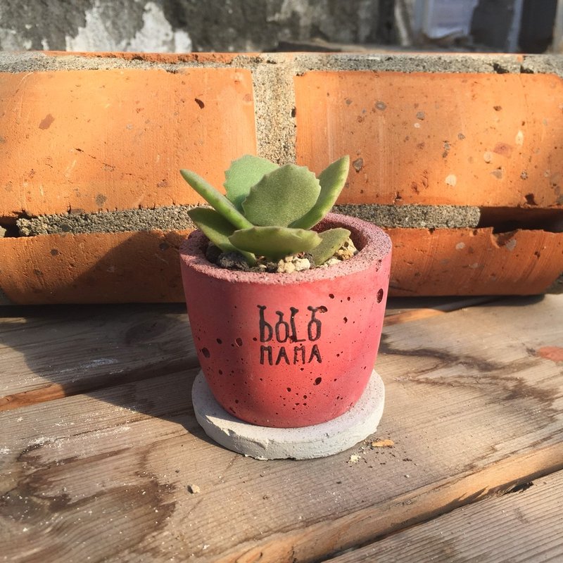 天圆-千兔耳-多肉植物 水泥盆栽(含底座) 福袋 - 植栽/盆栽 - 水泥 粉红色