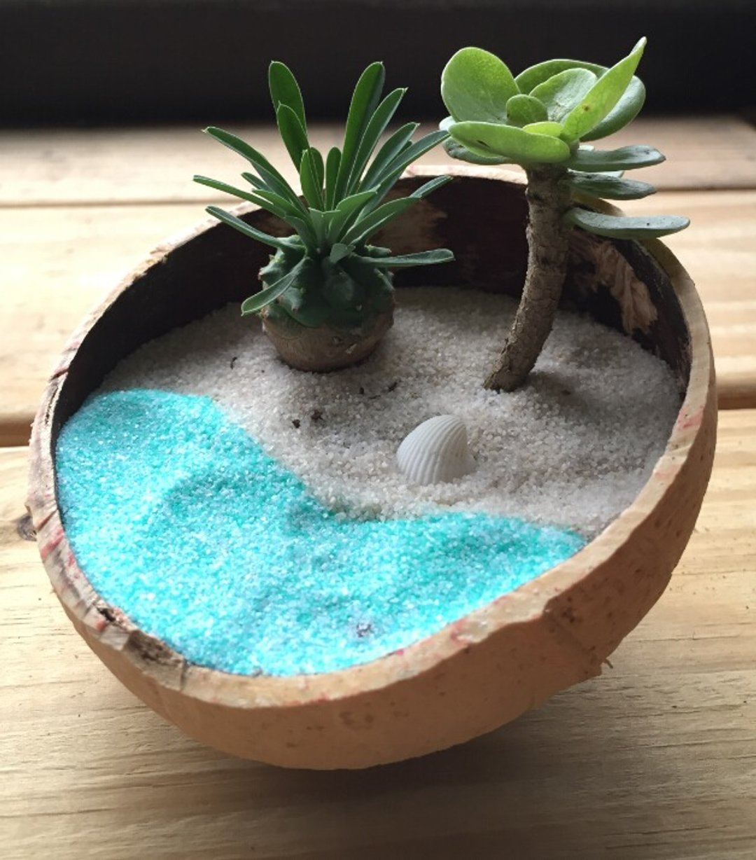 ［纯自然］ diy 海滩 海 沙滩 椰子 盆栽 多肉 植物 送礼 疗愈 小物 夏威夷 马尔地夫 beach - 植栽/盆栽 - 植物．花 蓝色