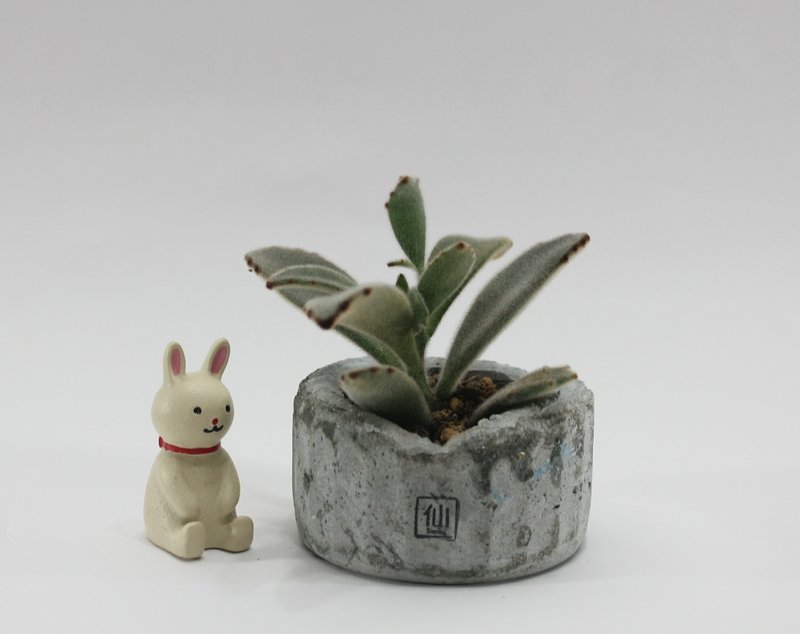 多肉植物小盆栽-轨迹，生命的存在证明 - 植栽/盆栽 - 植物．花 灰色