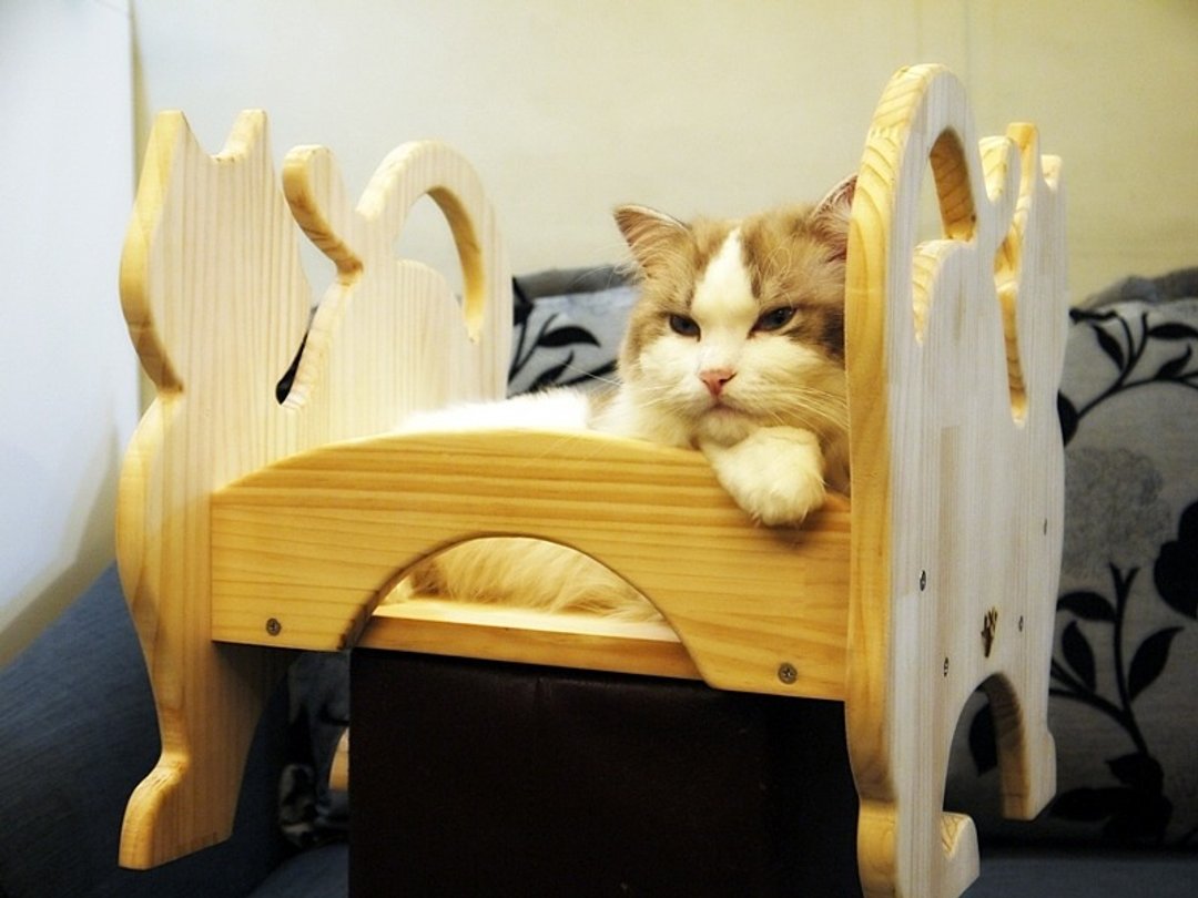 猫床_宠物床_床_大卫画猫_手做松木_猫咪_猫做作系列_免运限台湾本岛,外岛及海外请另外询问! - 床垫/笼子 - 木头 金色