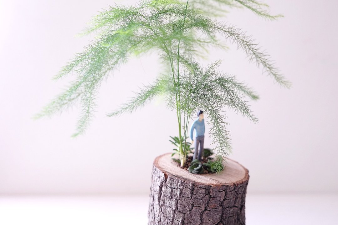 〈树下等一个人〉多肉植物 盆栽 树干 树皮 野性 粗犷 朴拙 中性 男士 父亲节 仙人掌 文竹 等待 守护 深情 - 植栽/盆栽 - 木头 