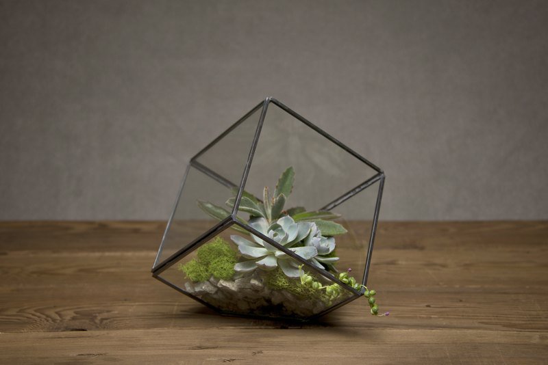 Prime Collection Terrarium 方块迷你玻璃屋 - 植栽/盆栽 - 玻璃 黑色