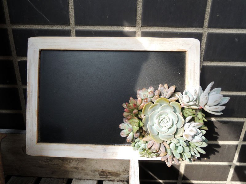 微甜·圈 今日写上甚么呢 木框 刷白 刷旧 黑板 组合多肉 多肉植物 - 植栽/盆栽 - 植物．花 绿色