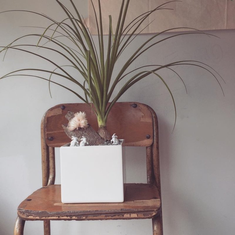 室内中型植栽 三款植栽设计选择以及小动物 狗狗 兔子 绵羊 - 植栽/盆栽 - 植物．花 绿色