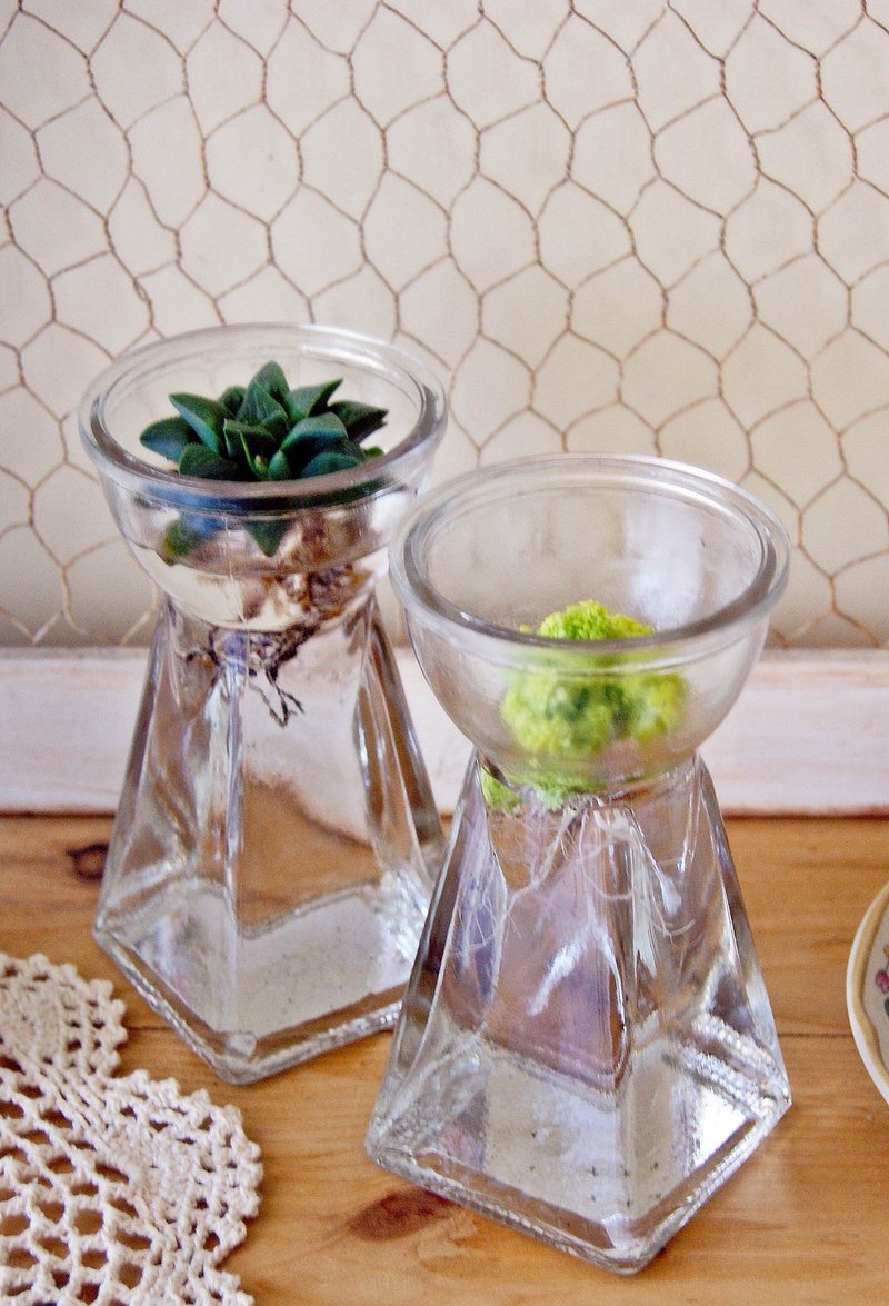 鱼儿鱼儿水中游X多肉植栽(追加 好评热卖中) - 植栽/盆栽 - 植物．花 