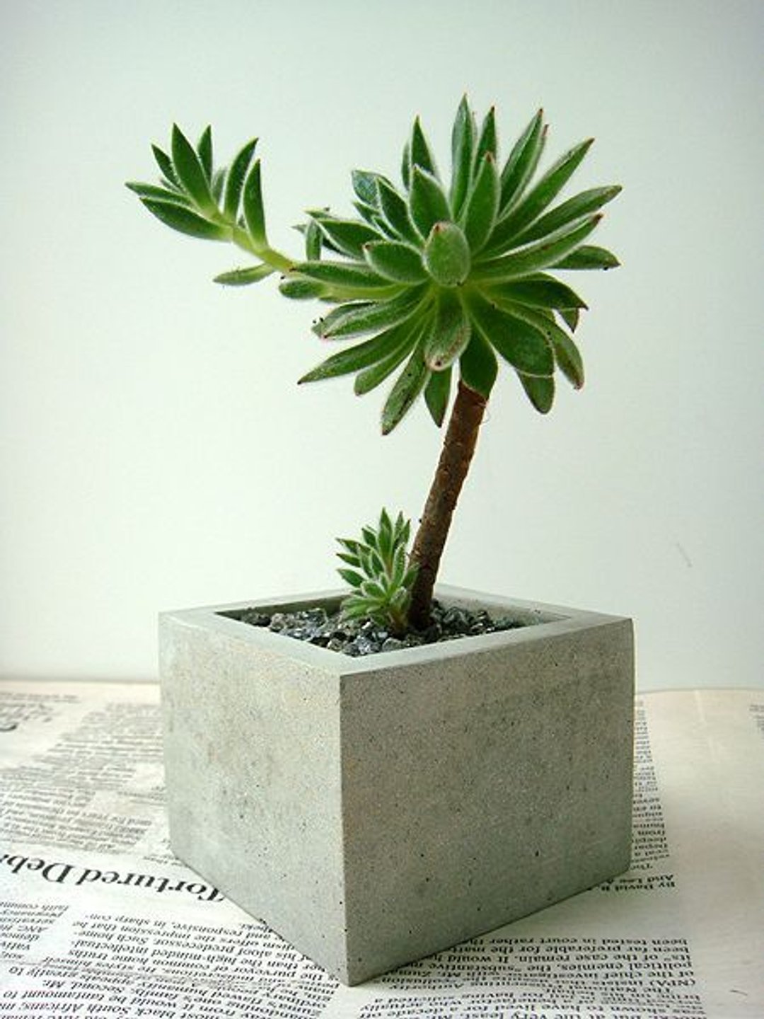 正方水泥花器(不含植物、石、土) - 植栽/盆栽 - 水泥 