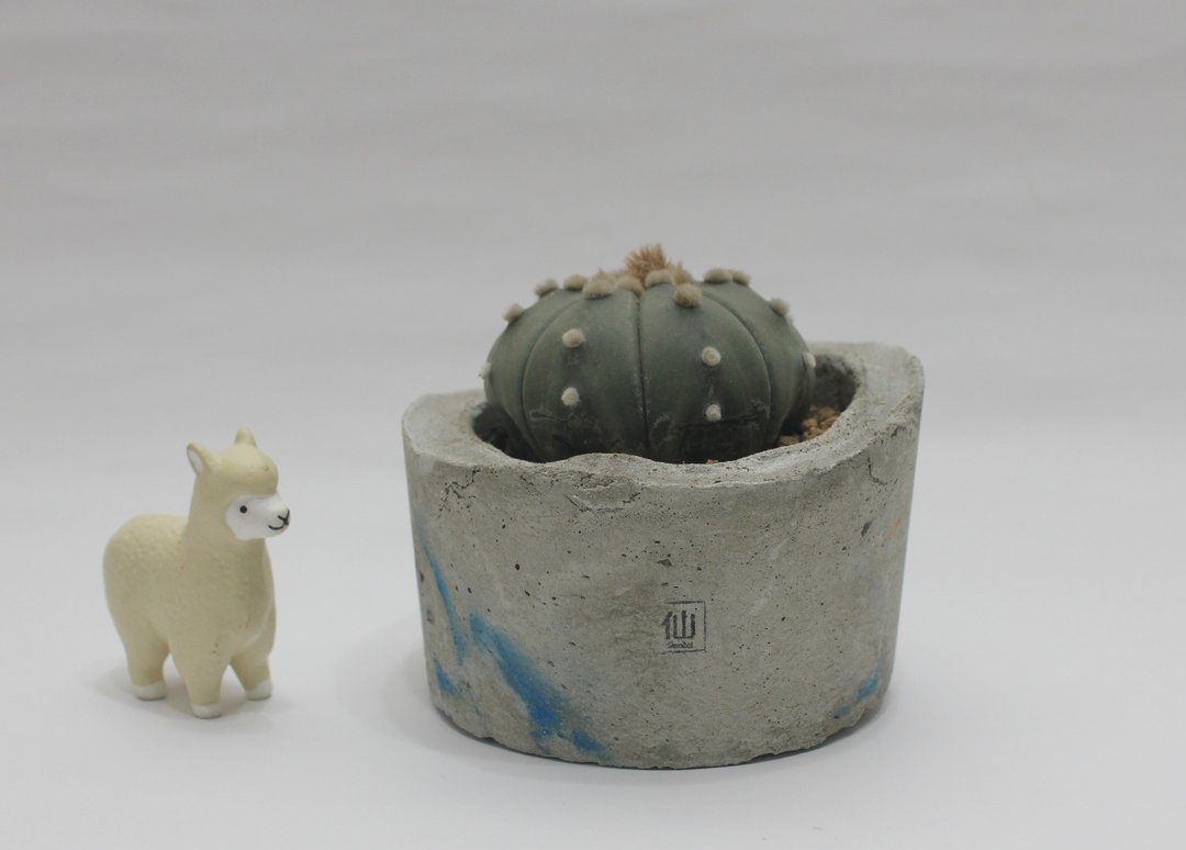 多肉植物小盆栽-登顶，勇敢的坚持 - 植栽/盆栽 - 水泥 蓝色
