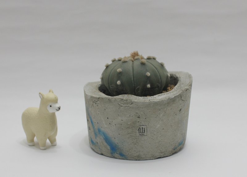 多肉植物小盆栽-登顶，勇敢的坚持 - 植栽/盆栽 - 水泥 蓝色