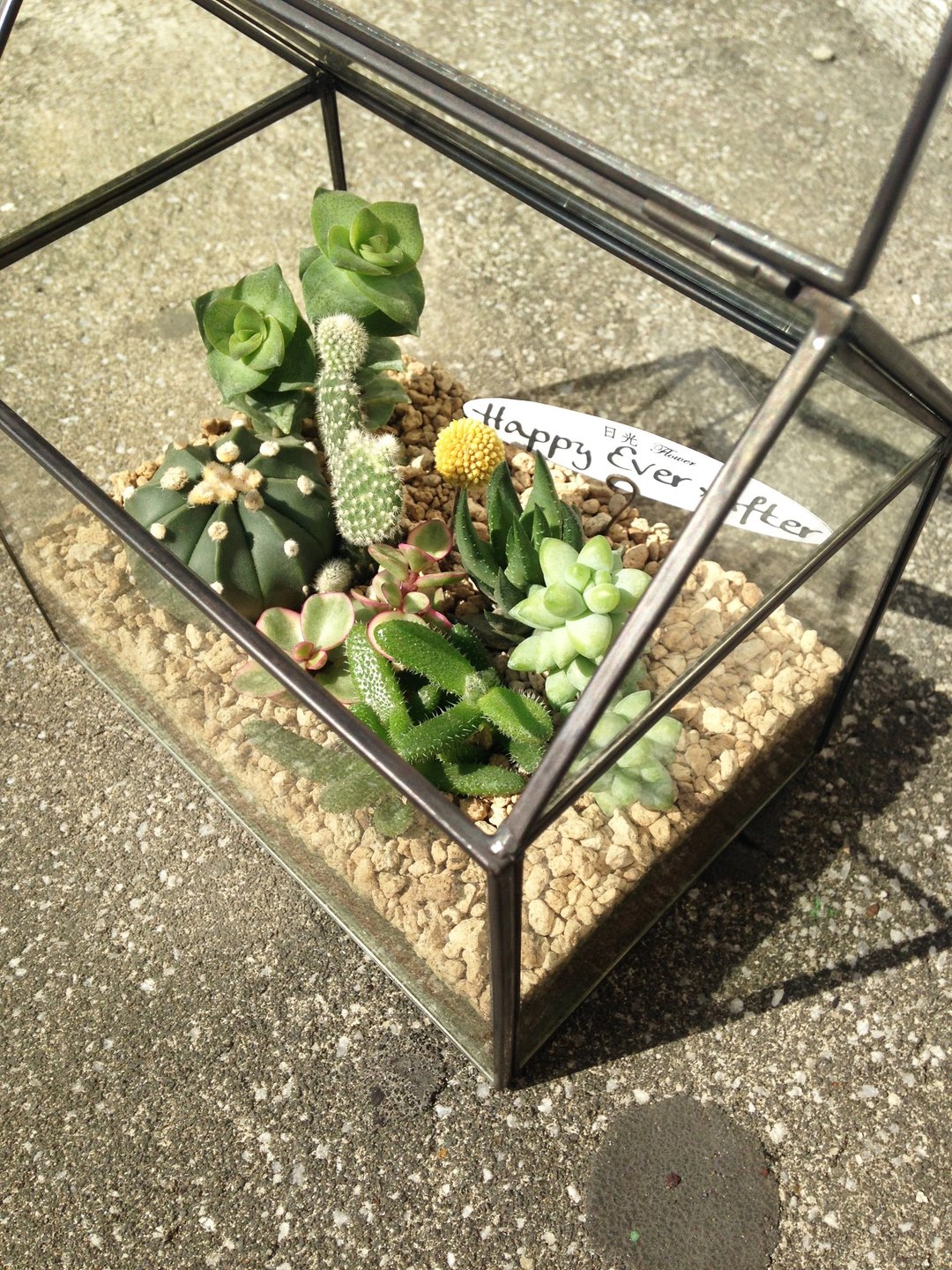 小房子_多肉玻璃温室_可定制 - 植栽/盆栽 - 植物．花 绿色