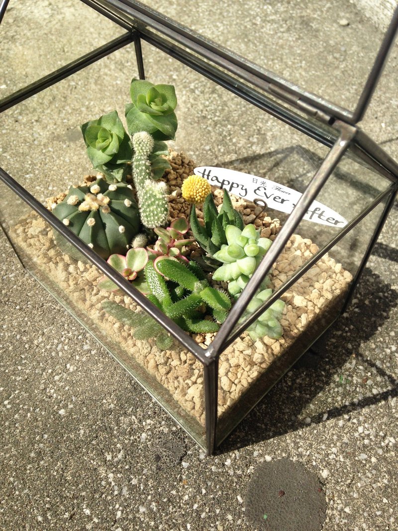 小房子_多肉玻璃温室_可定制 - 植栽/盆栽 - 植物．花 绿色