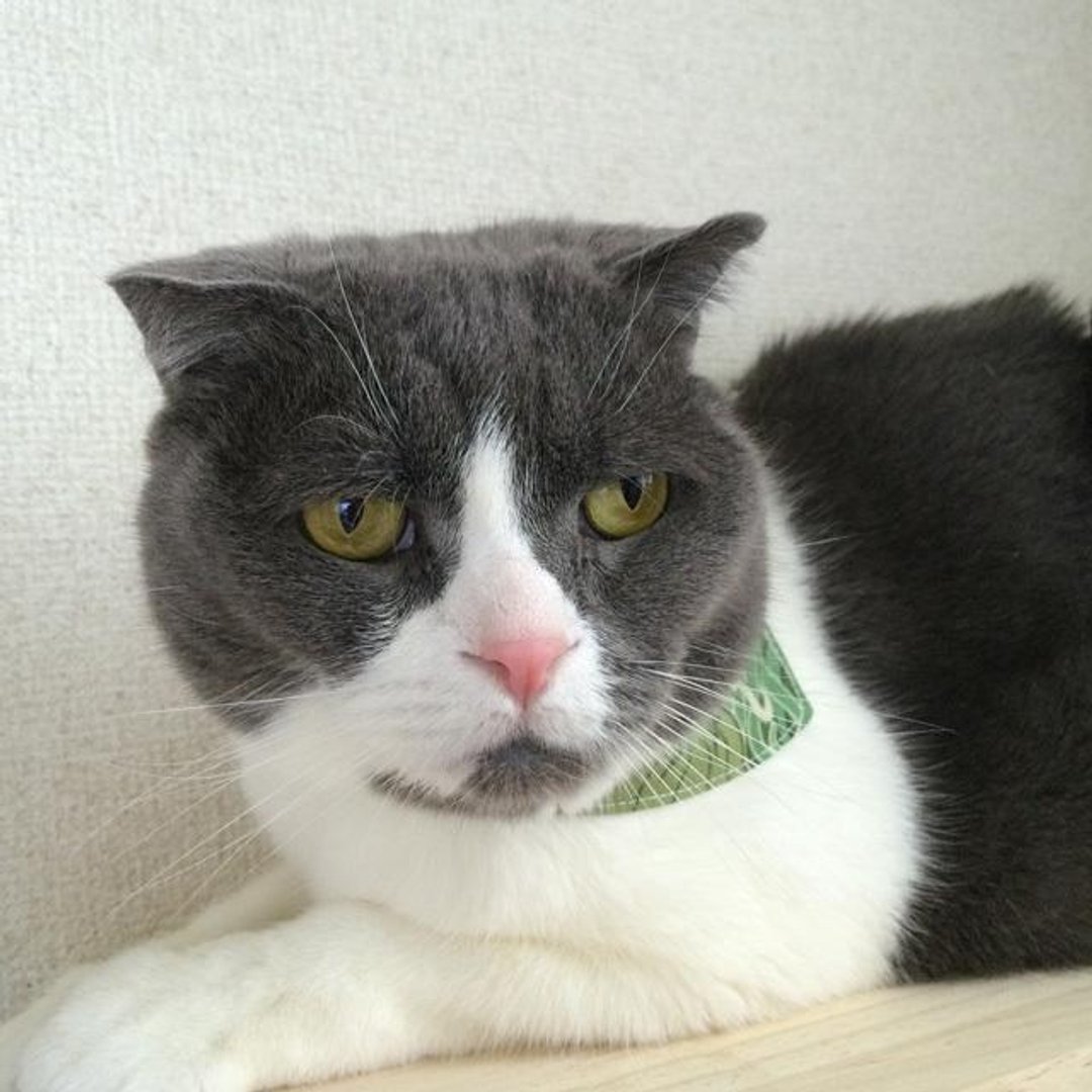 There leaf pattern bandana-style collar / corner cans for Green cat (from kitten to adult cats) - 项圈/牵绳 - 棉 绿色