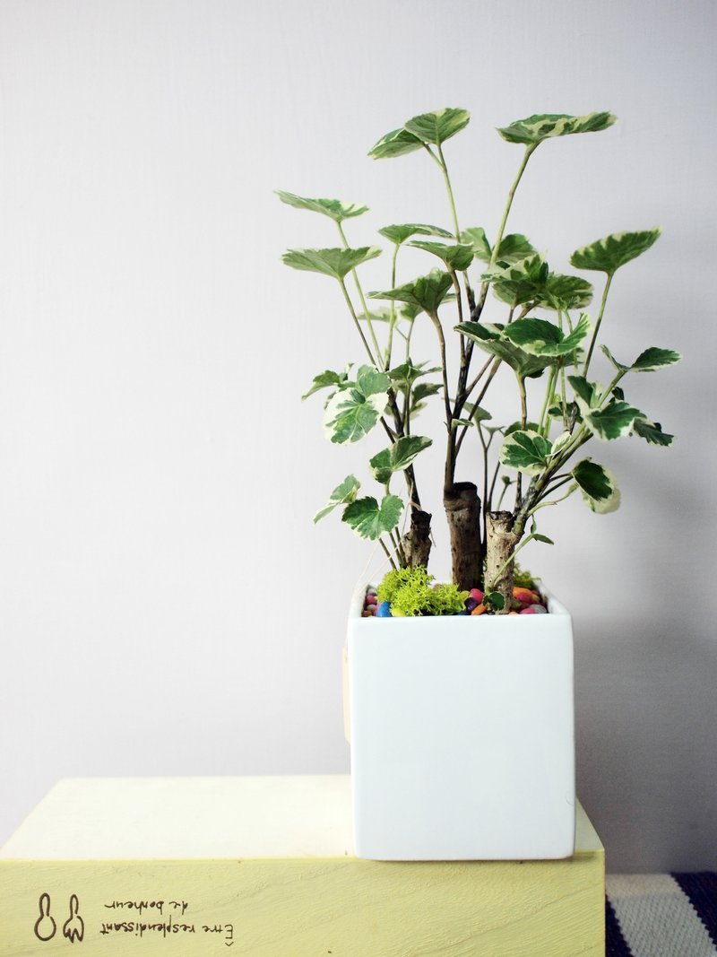 【盆栽】彩色石头富贵树 - 植栽/盆栽 - 植物．花 多色